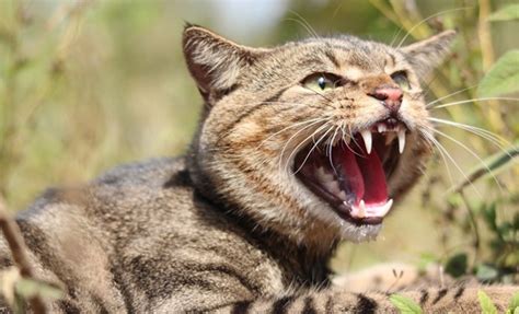 Feral .